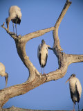 A Group of Endangered Wood Storks Perch in a Dead Tree