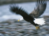 An American Bald Eagle Lunges Toward its Prey Below the Water