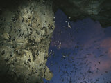 Buy Thousands of Wrinkled-Lipped Bats Exiting a Cave at Dusk at AllPosters.com