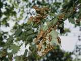 A Cluster of Brood X, 17-Year Cicada Nymphal Exoskeletons on a Branch