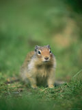 A Portrait of a Squirrel in Yoho National Park