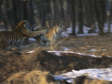 Two Young Siberian Tigers Sharpen Hunting Skills with a Game of Chase