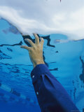 Buy Underwater View of Mans Arm Reaching Towards a Pools Surface at AllPosters.com