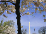 Cherry Trees Blooming in Spring Near the Washington Monument