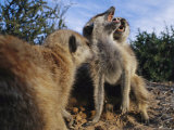 A Pair of Meerkats Mate in the Open as Another Passes By