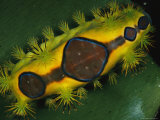 Close View of a Saddle-Back Type Caterpillar