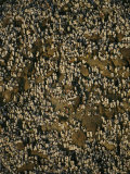 Buy Aerial View of Worshippers at the Numruh Mosque in Arafat at AllPosters.com
