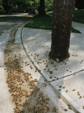 Brood X, 17-Year Cicada Nymphal Exoskeletons Litter a Street Curb