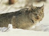 A Lynx Observes its Prey