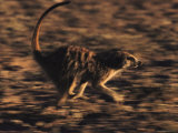 A Meerkat Runs with its Tail Held High and Eyes Sharp