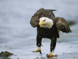 An American Bald Eagle Walks Intently Toward its Prey