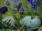 The Shell of a Thick-Billed Murre Egg Sucked Clean by an Arctic Fox