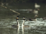 A Pair of Great Crested Grebes, Podiceps Cristatus