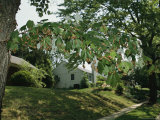 A Cluster of Brood X, 17-Year Cicada Nymphal Exoskeletons on a Branch