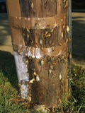 Brood X, 17-Year Cicadas Emerging from Nymphal Exoskeletons