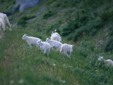 A Family of Mountain Goats on a Hillside in the Yoho National Park