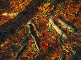Oak Tree Roots and Pine Needles Covering a Woodland Trail