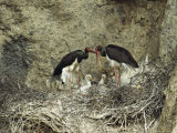 A Pair of Black Storks Protect Their Young