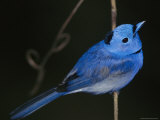 A Black-Naped Blue Monarch Flycatcher Perched on a Twig