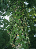 Nymphal Exoskeletons of Brood X Cicadas on an Ivy-Covered Tree Trunk