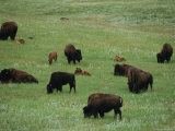 Adult Buffalo and Calves Graze in Custer State Park
