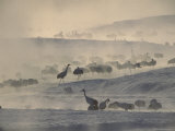 Japanese or Red-Crowned Cranes Standing in Morning Mist