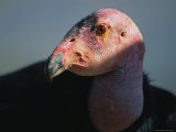 A Close View of the Head of an Endangered California Condor