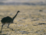 An Ostrich Running Through the Atacama Desert