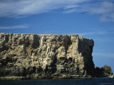 Sooty Terns in Flight over Their Rookery on a Seaside Cliff