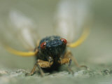 Close View of a Brood X, 17-Year Cicada