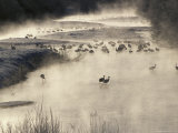 Japanese or Red-Crowned Cranes Standing in Water with Morning Mist