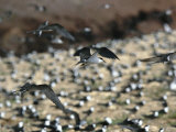 Sooty Terns in Flight over Their Rookery and Sitting on Nests
