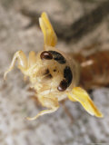 A Brood X, 17-Year Cicada Emerges from its Nymphal Exoskeleton