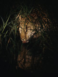 Five-Year-Old Male Leopard Tjololo Laps from a Pool of Rainwater