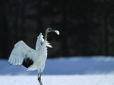 A Juvenile Japanese or Red-Crowned Crane with Chunk of Snow in Bill