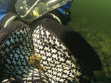 Buy A Juvenile Lobster Rests in a Scuba Divers Cupped Hands at AllPosters.com