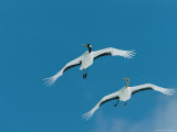 A Pair of Japanese or Red Crowned Cranes in Flight