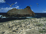 Sooty Terns in Flight over Their Rookery and Sitting on Nests