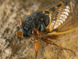 Close View of an Adult Brood X, 17-Year Cicada