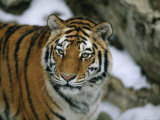 A Siberian Tiger Wanders in Her Outdoor Enclosure