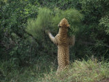 Five-Year-Old Leopard Tjololo Stakes out His Territory by Marking Branches with Facial-Gland Scent