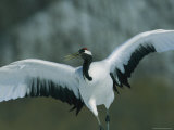 A Japanese or Red-Crowned Crane Stretching its Wings