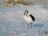 A Pair of Japanese or Red Crowned Cranes Give a Mating Call, Japanese Cranes Mate for Life