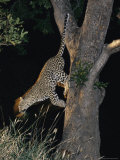 Panned View of a Leopard Leaping down from a Tree