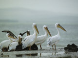 Eastern White Pelicans and Juveniles Standing at the Waters Edge