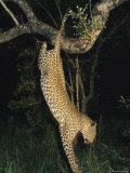 Leopard Bounds from its Perch in a Tree to Hunt for Food