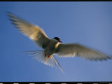 A Graceful Arctic Tern in Flight in a Blue Sky
