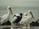 Adult and Juvenile Eastern White Pelicans on a Mud Flat