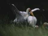 Trio of Yellow Billed Storks in Gabons Loango National Park