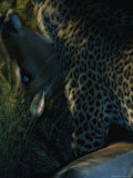 Blurred View of a Leopard Carrying its Kill